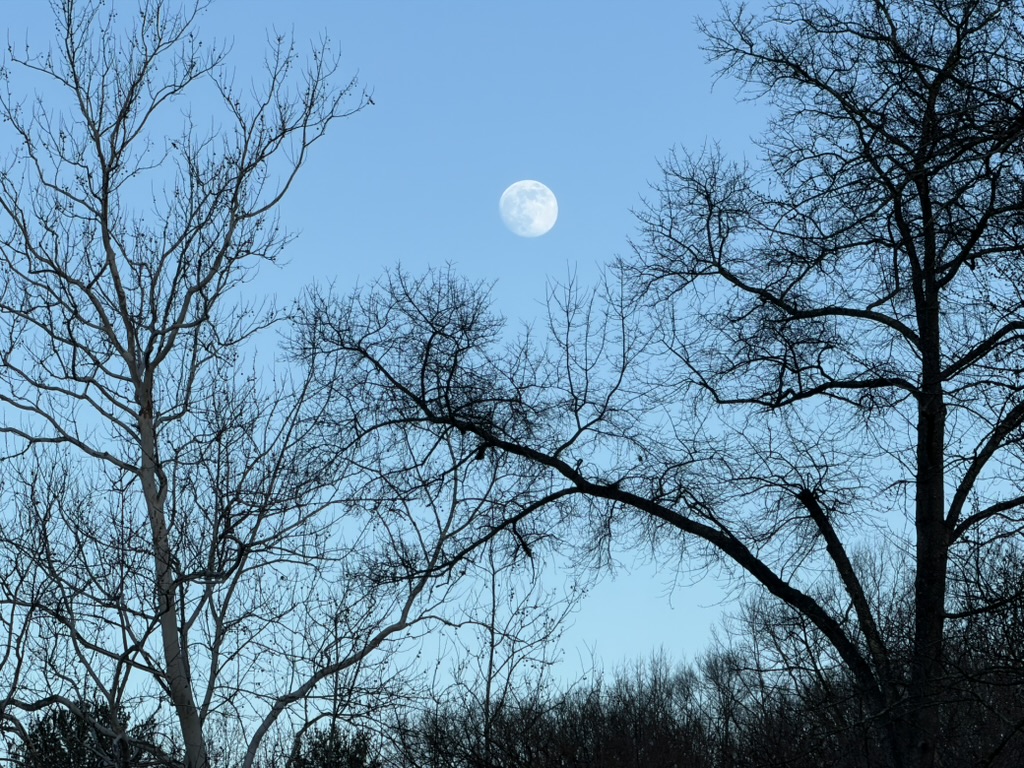 A nearly full moon rises over the forested sky at dusk.