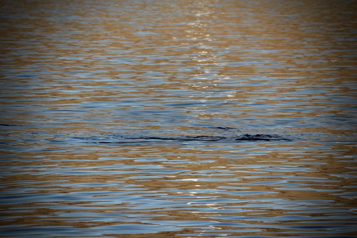 Surface of water; obscure large object - a marine animal of some kind - hovers just below the surface. The image has been processed to increase the brown tones to heighten drama. Photo by Diana Ludwick (c) 2015.