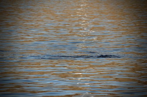 Surface of water; obscure large object - a marine animal of some kind - hovers just below the surface. The image has been processed to increase the brown tones to heighten drama. Photo by Diana Ludwick (c) 2015.