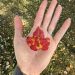 A pale left hand holds a flame and amber hued fallen maple leaf.